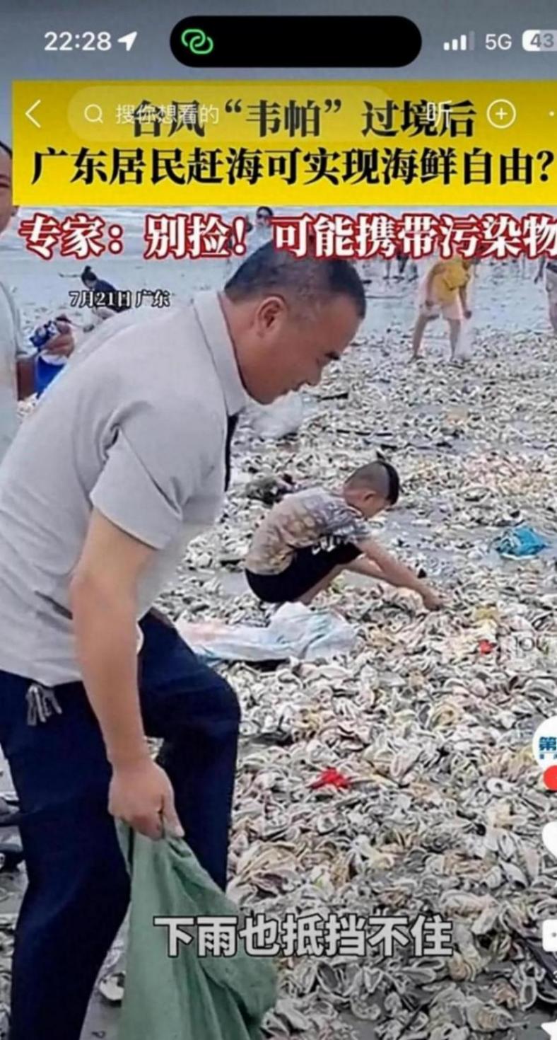 台风过后广东一海滩现大量生蚝