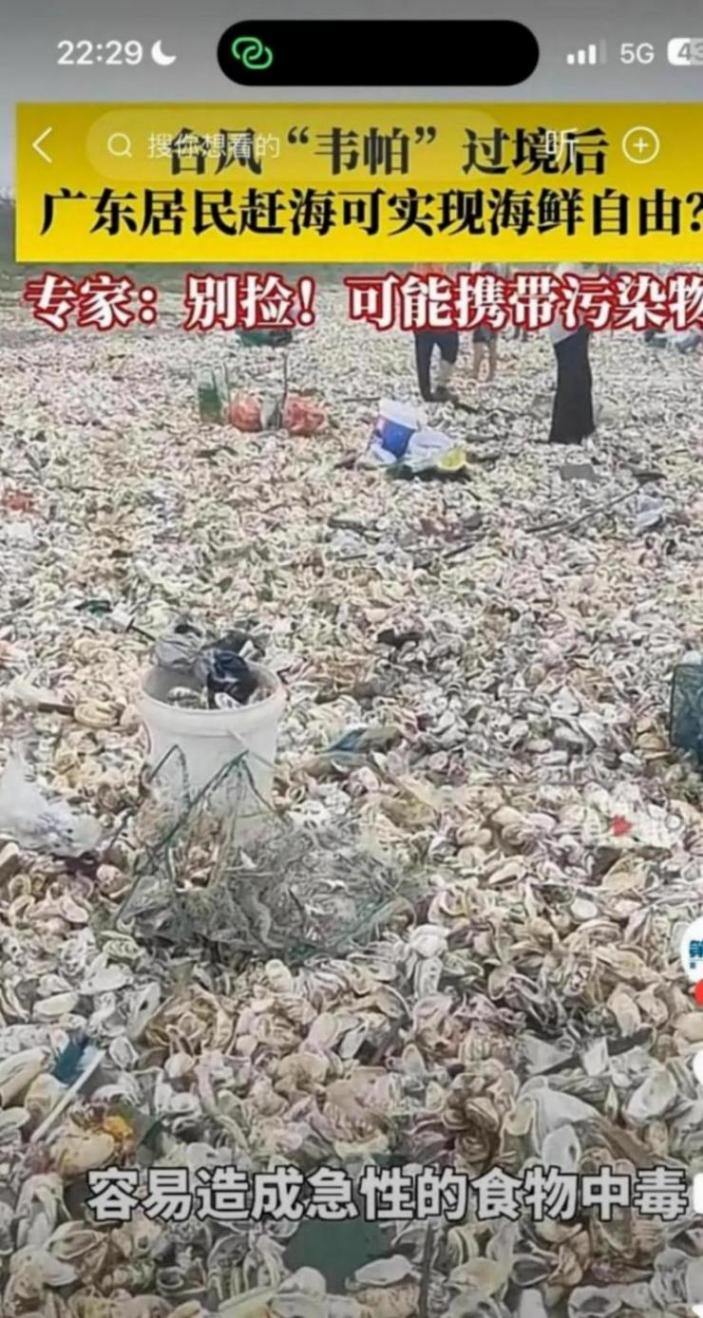 台风过后广东一海滩现大量生蚝