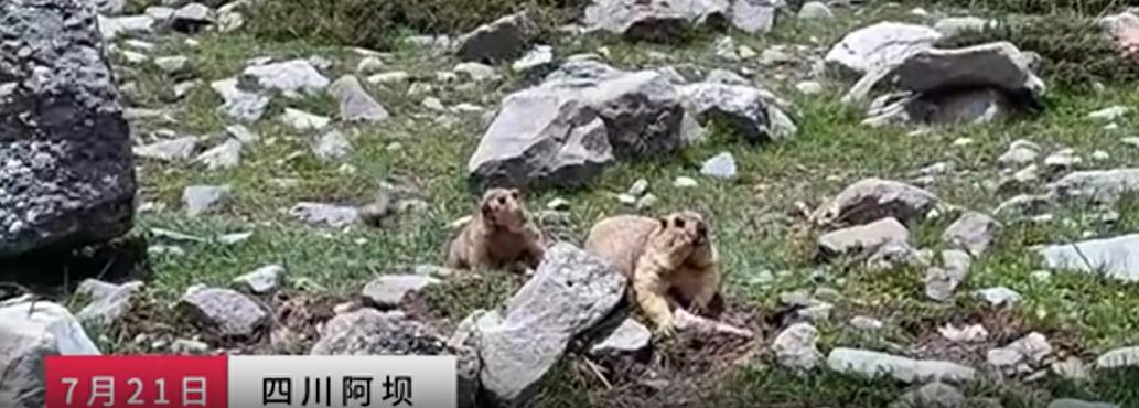 无人机被土拨鼠叼进洞 游客求助客服