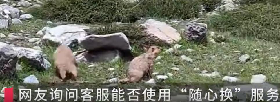 无人机被土拨鼠叼进洞 游客求助客服